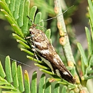 Macrobathra (genus) at Bruce, ACT - 2 Dec 2021