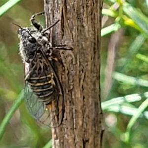 Atrapsalta furcilla at Bruce, ACT - 2 Dec 2021