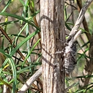 Atrapsalta furcilla at Bruce, ACT - 2 Dec 2021