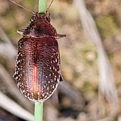 Edusella sp. (genus) (A leaf beetle) at Flea Bog Flat, Bruce - 2 Dec 2021 by tpreston