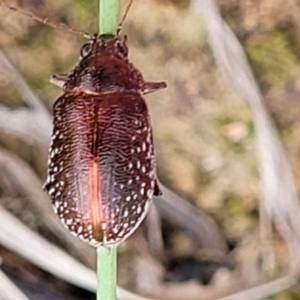 Edusella sp. (genus) at Bruce, ACT - 2 Dec 2021