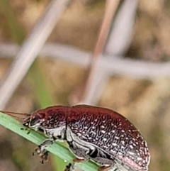 Edusella sp. (genus) at Bruce, ACT - 2 Dec 2021