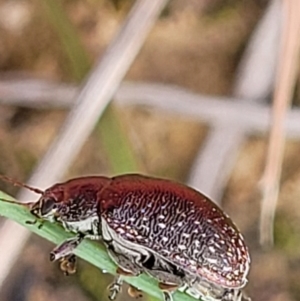 Edusella sp. (genus) at Bruce, ACT - 2 Dec 2021