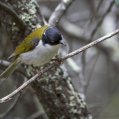 Melithreptus lunatus (White-naped Honeyeater) at Lower Cotter Catchment - 1 Dec 2021 by trevsci
