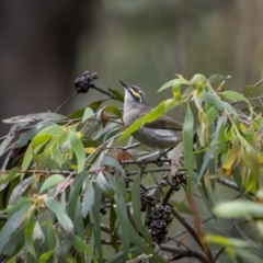 Caligavis chrysops (Yellow-faced Honeyeater) at Lower Cotter Catchment - 1 Dec 2021 by trevsci