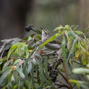 Caligavis chrysops at Cotter River, ACT - 1 Dec 2021