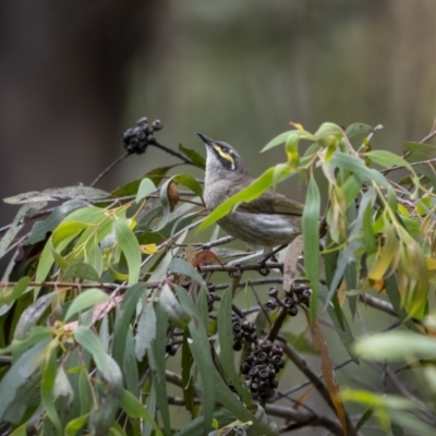 Caligavis chrysops (Yellow-faced Honeyeater) at Cotter River, ACT - 1 Dec 2021 by trevsci