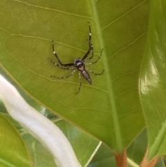 Helpis minitabunda (Threatening jumping spider) at Theodore, ACT - 2 Dec 2021 by Cardy