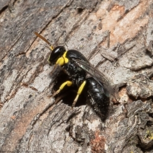 Hylaeus (Gnathoprosopis) euxanthus at Macgregor, ACT - 2 Dec 2021 04:38 PM