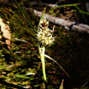 Luzula sp. at Cotter River, ACT - 29 Nov 2021