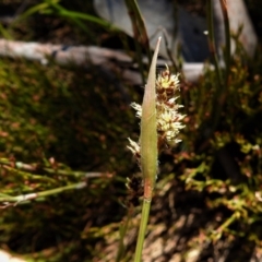 Luzula sp. at Cotter River, ACT - 29 Nov 2021