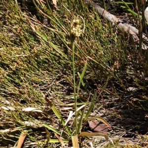 Luzula sp. at Cotter River, ACT - 29 Nov 2021