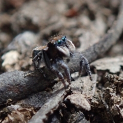 Maratus plumosus by Laserchemisty