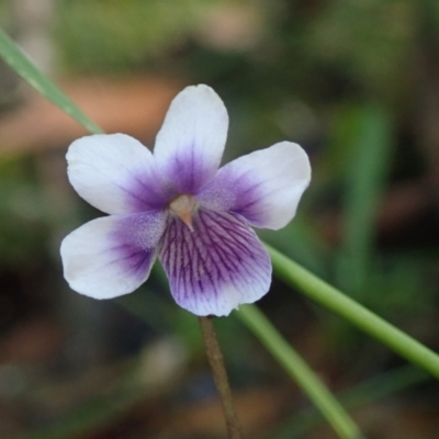 Viola banksii (Native Violet) at Bonang, VIC - 30 Nov 2021 by Laserchemisty