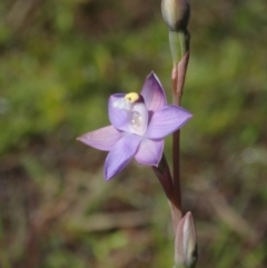 Thelymitra peniculata (Blue Star Sun-orchid) at Bonang, VIC - 29 Nov 2021 by Laserchemisty