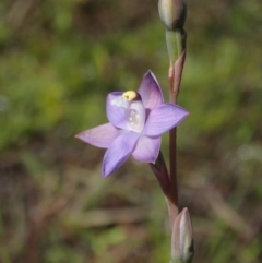 Thelymitra peniculata (Blue Star Sun-orchid) at Bonang, VIC - 30 Nov 2021 by Laserchemisty