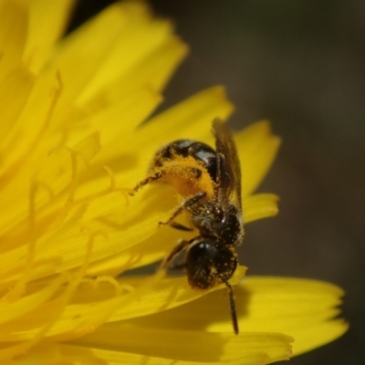 Unidentified Bee (Hymenoptera, Apiformes) by Laserchemisty