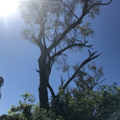 Callocephalon fimbriatum (Gang-gang Cockatoo) at Hughes, ACT - 2 Dec 2021 by Tapirlord