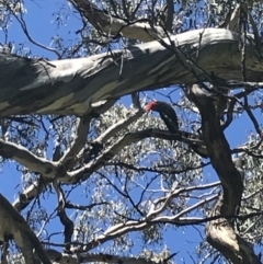 Callocephalon fimbriatum (Gang-gang Cockatoo) at Federal Golf Course - 1 Dec 2021 by Tapirlord