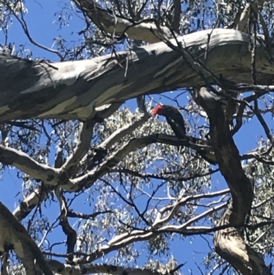 Callocephalon fimbriatum (Gang-gang Cockatoo) at Red Hill, ACT - 2 Dec 2021 by Tapirlord