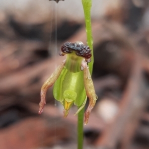 Caleana minor at Aranda, ACT - suppressed