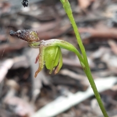 Caleana minor at Aranda, ACT - suppressed