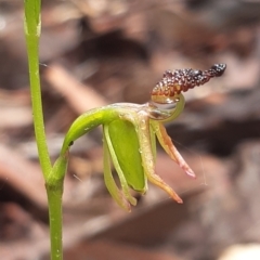 Caleana minor at Aranda, ACT - suppressed