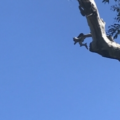 Ninox boobook (Southern Boobook) at Federal Golf Course - 2 Dec 2021 by Tapirlord