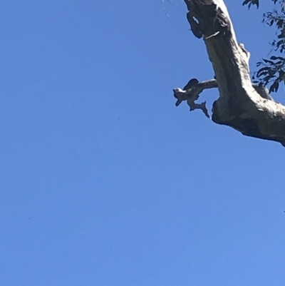 Ninox boobook (Southern Boobook) at Federal Golf Course - 2 Dec 2021 by Tapirlord