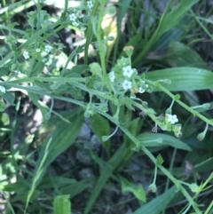 Hackelia suaveolens (Sweet Hounds Tongue) at Federal Golf Course - 1 Dec 2021 by Tapirlord