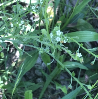 Hackelia suaveolens (Sweet Hounds Tongue) at Federal Golf Course - 1 Dec 2021 by Tapirlord