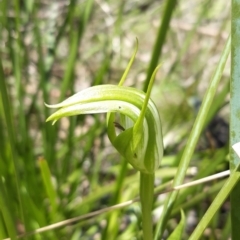 Pterostylis monticola (Large Mountain Greenhood) at Paddys River, ACT - 18 Nov 2021 by mlech