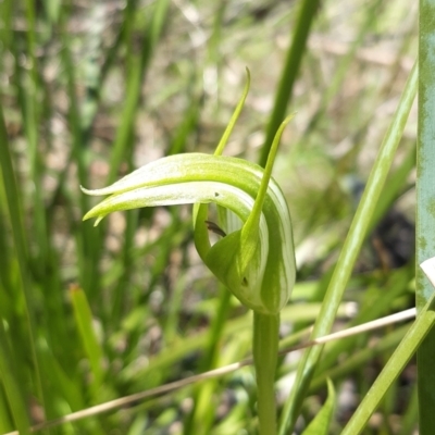 Pterostylis monticola (Large Mountain Greenhood) at Paddys River, ACT - 18 Nov 2021 by mlech