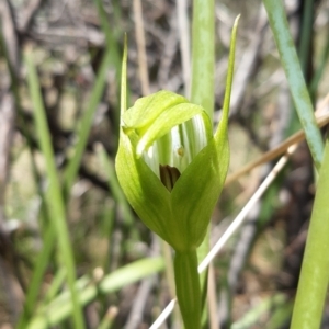 Pterostylis monticola at Paddys River, ACT - suppressed