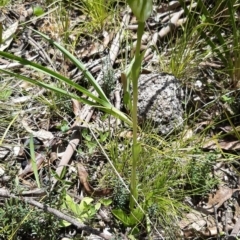 Pterostylis monticola at Paddys River, ACT - suppressed