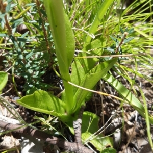 Pterostylis monticola at Paddys River, ACT - suppressed