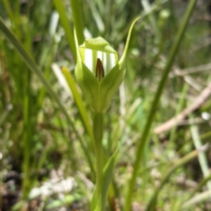 Pterostylis monticola at Paddys River, ACT - suppressed