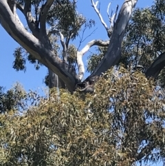 Callocephalon fimbriatum (Gang-gang Cockatoo) at O'Malley, ACT - 2 Dec 2021 by Tapirlord