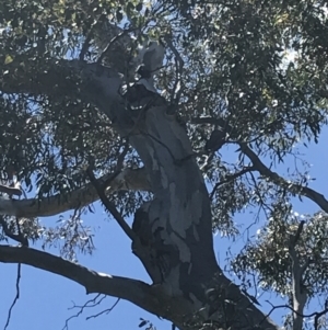 Callocephalon fimbriatum at O'Malley, ACT - 2 Dec 2021