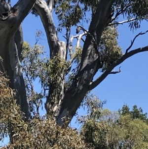 Callocephalon fimbriatum at O'Malley, ACT - 2 Dec 2021