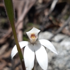 Caladenia alpina (Mountain Caps) at Paddys River, ACT - 18 Nov 2021 by mlech