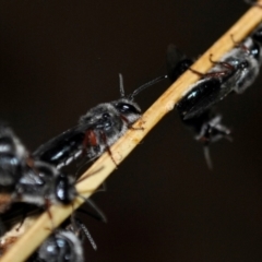 Leioproctus (Leioproctus) alleynae at Karabar, NSW - 2 Dec 2021 by ElizaL