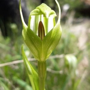 Pterostylis monticola at Paddys River, ACT - suppressed