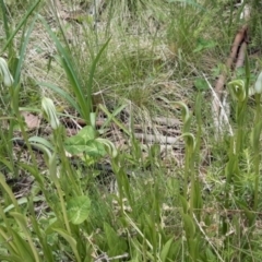 Pterostylis monticola at Paddys River, ACT - suppressed