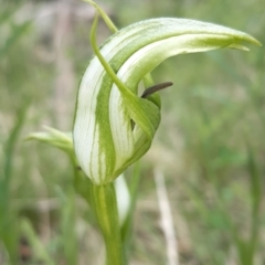 Pterostylis monticola at Paddys River, ACT - suppressed