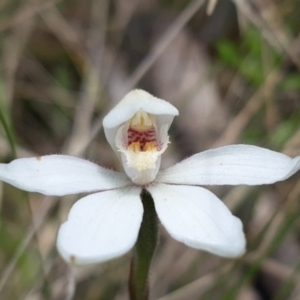 Caladenia alpina at Paddys River, ACT - 18 Nov 2021