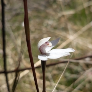 Caladenia alpina at Paddys River, ACT - 18 Nov 2021