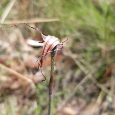 Caladenia montana (Mountain Spider Orchid) at Tennent, ACT - 18 Nov 2021 by mlech