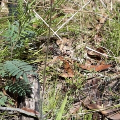 Caladenia montana at Tennent, ACT - 18 Nov 2021