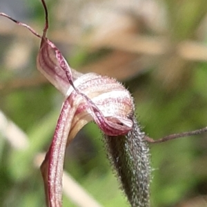 Caladenia montana at Tennent, ACT - 18 Nov 2021